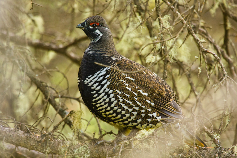 White-Tailed Ptarmigan